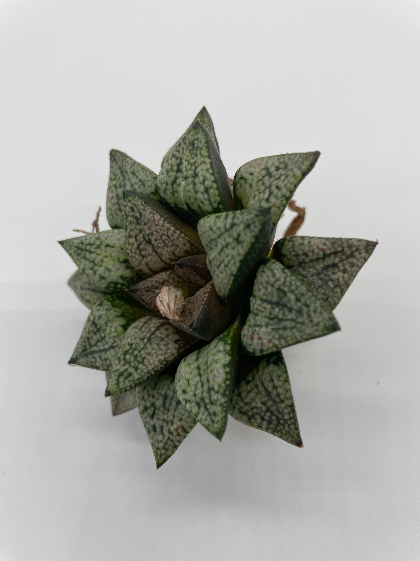 Haworthia Hybrid