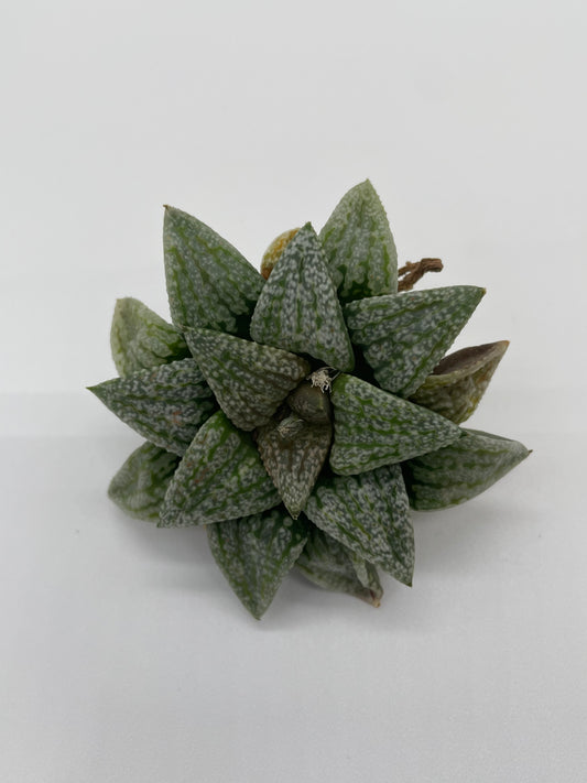 Haworthia Hybrid