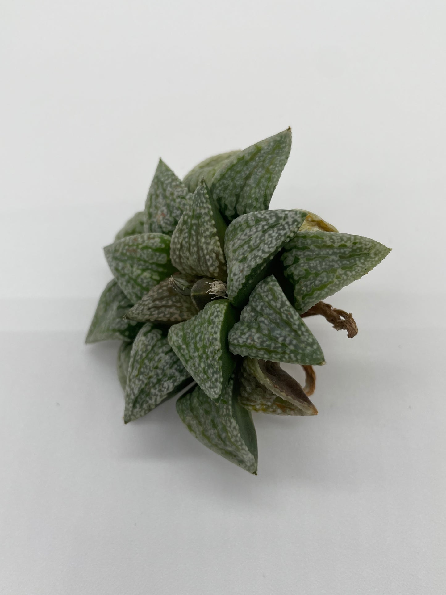 Haworthia Hybrid