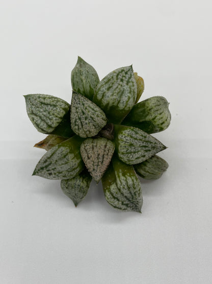 Haworthia Hybrid