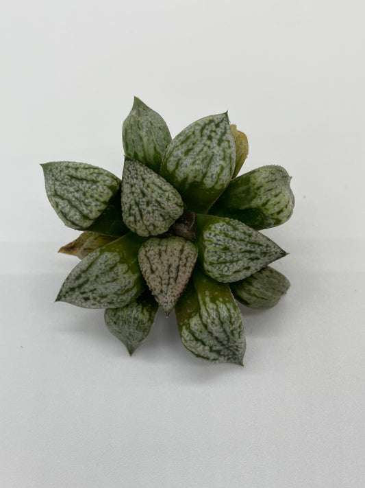 Haworthia Hybrid