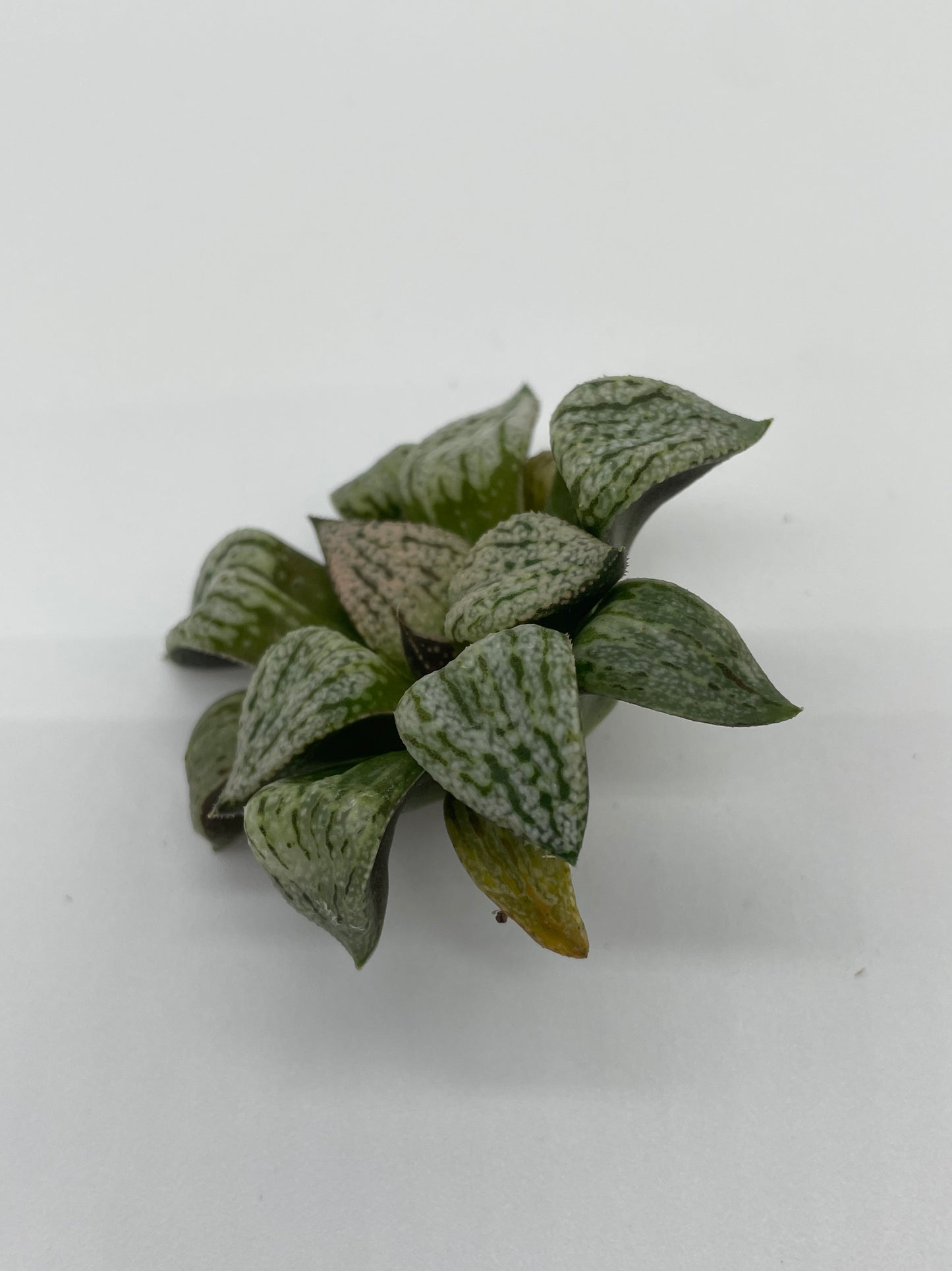 Haworthia Hybrid