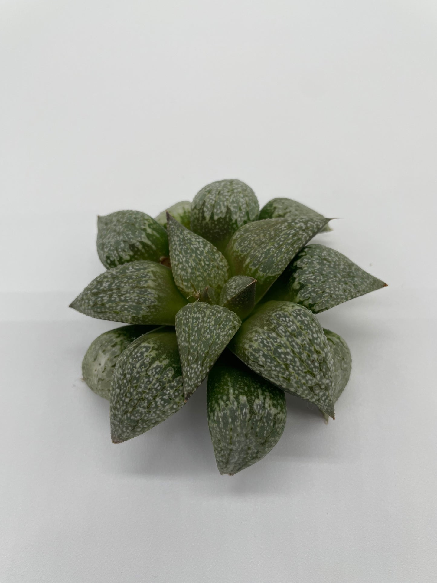 Haworthia Hybrid