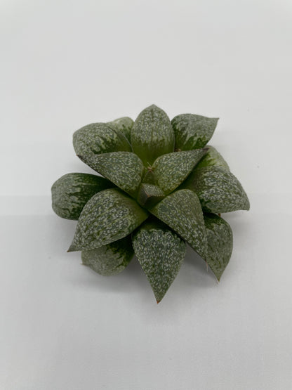 Haworthia Hybrid