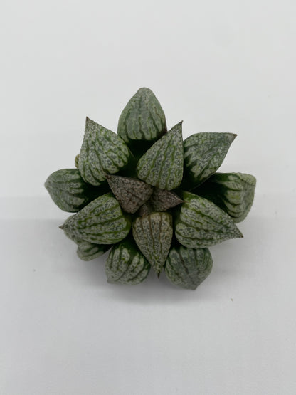 Haworthia Hybrid