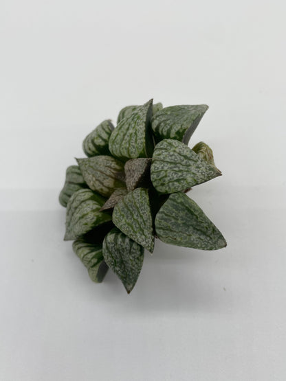 Haworthia Hybrid