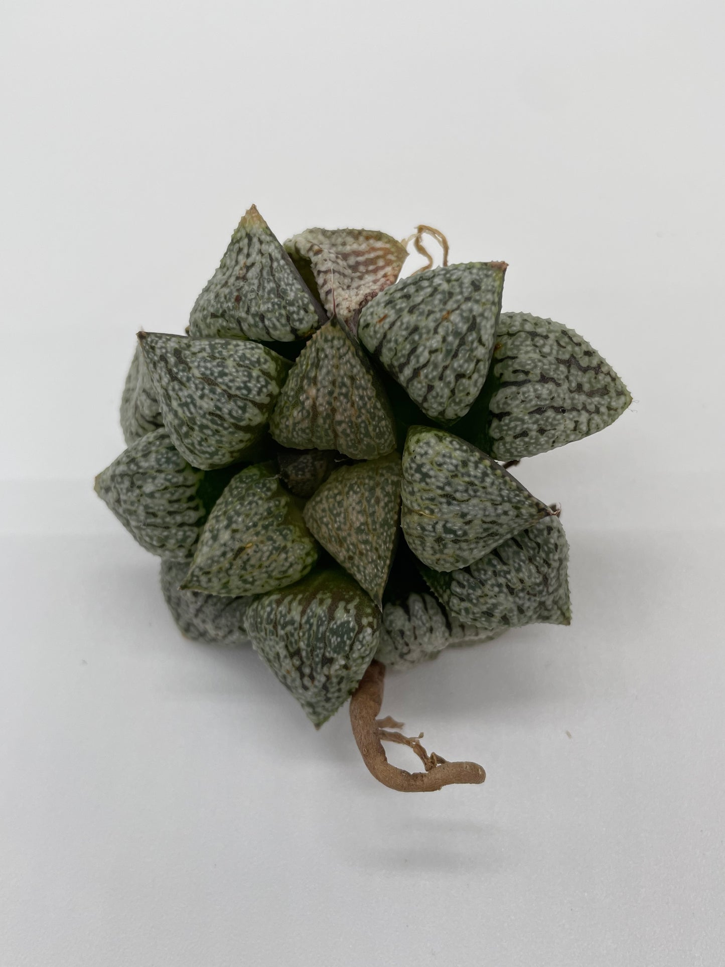 Haworthia Hybrid