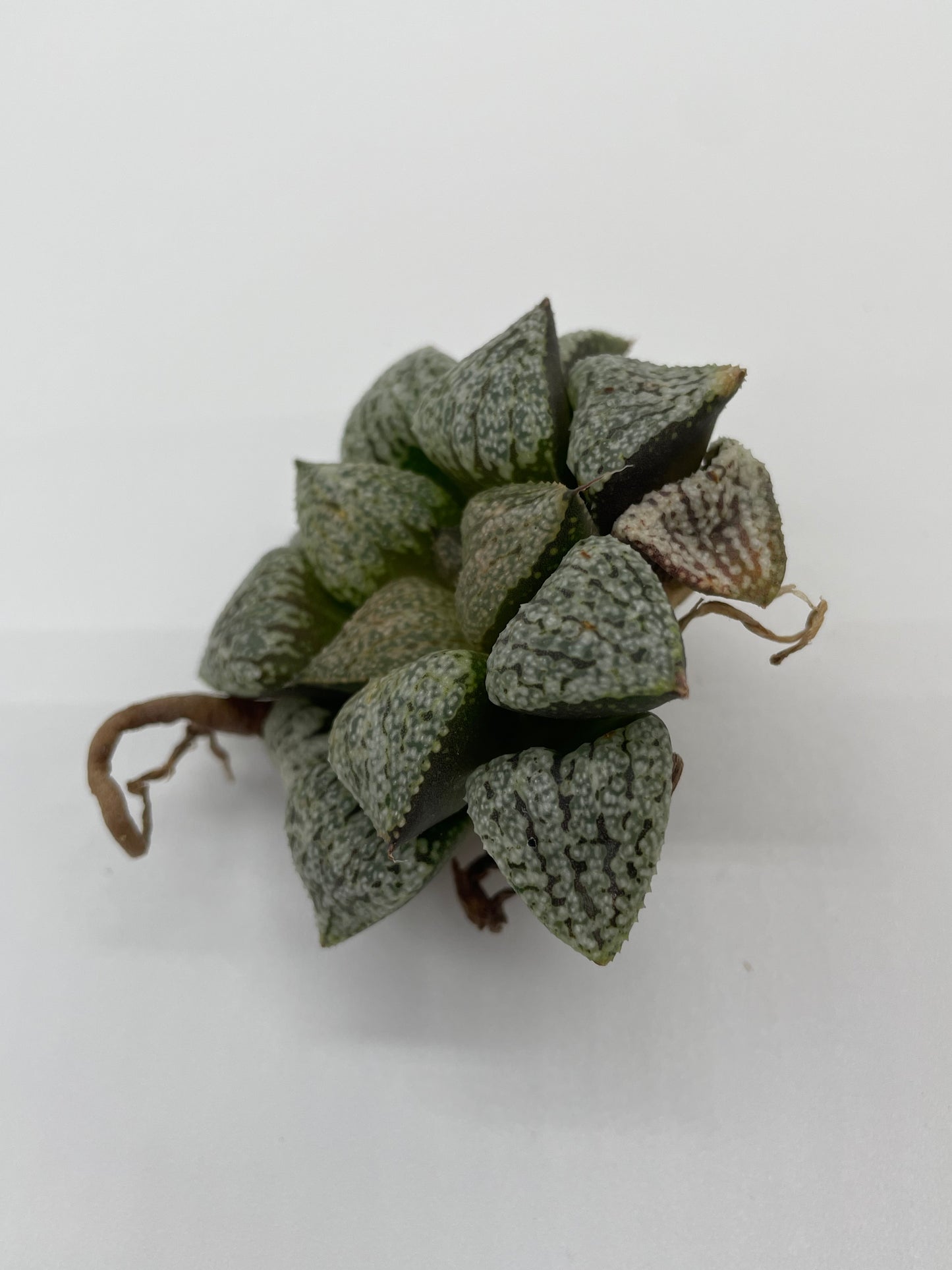 Haworthia Hybrid