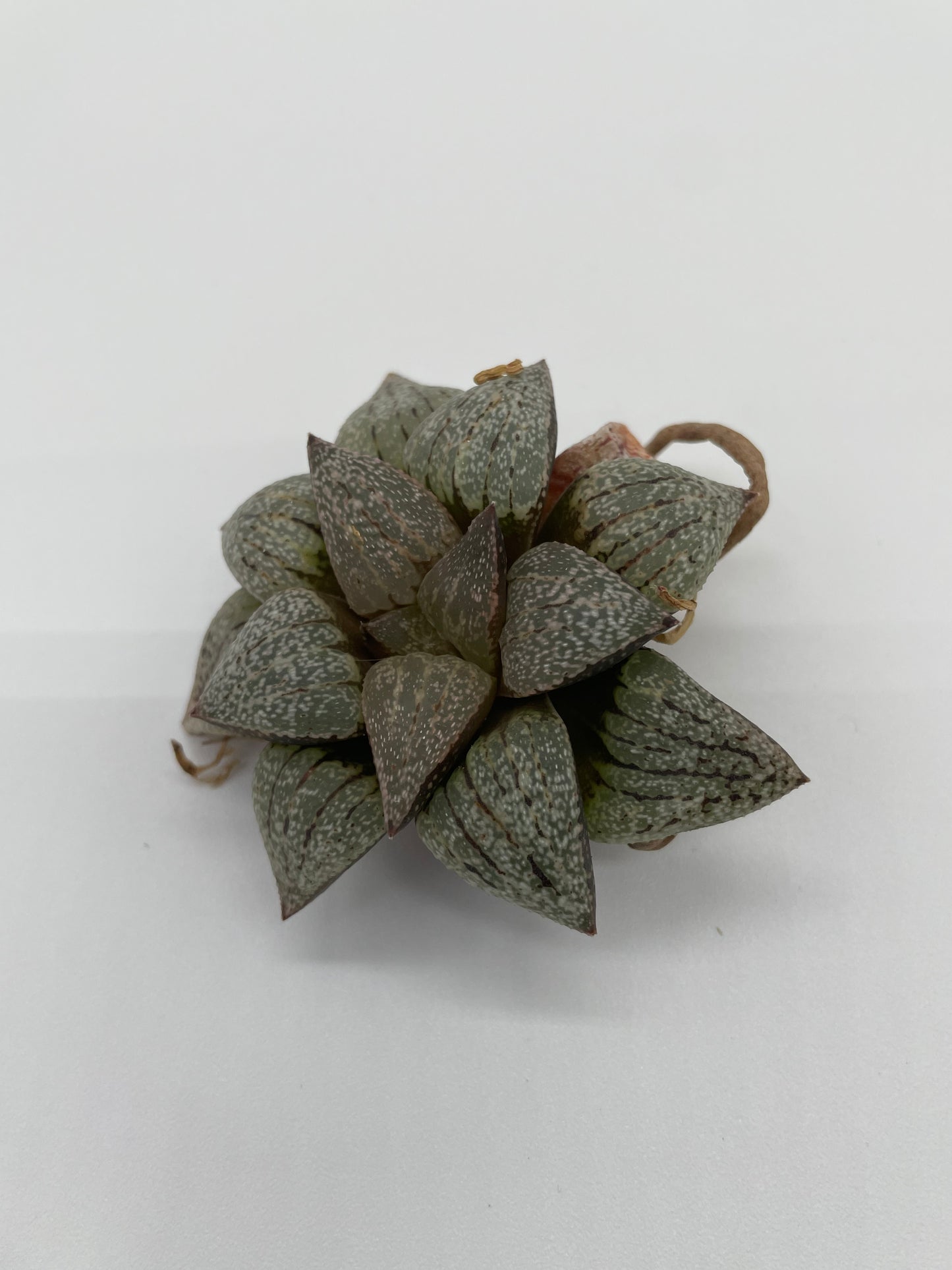 Haworthia Hybrid