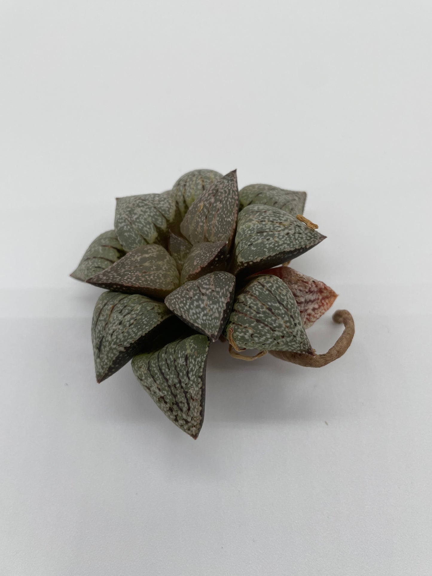 Haworthia Hybrid