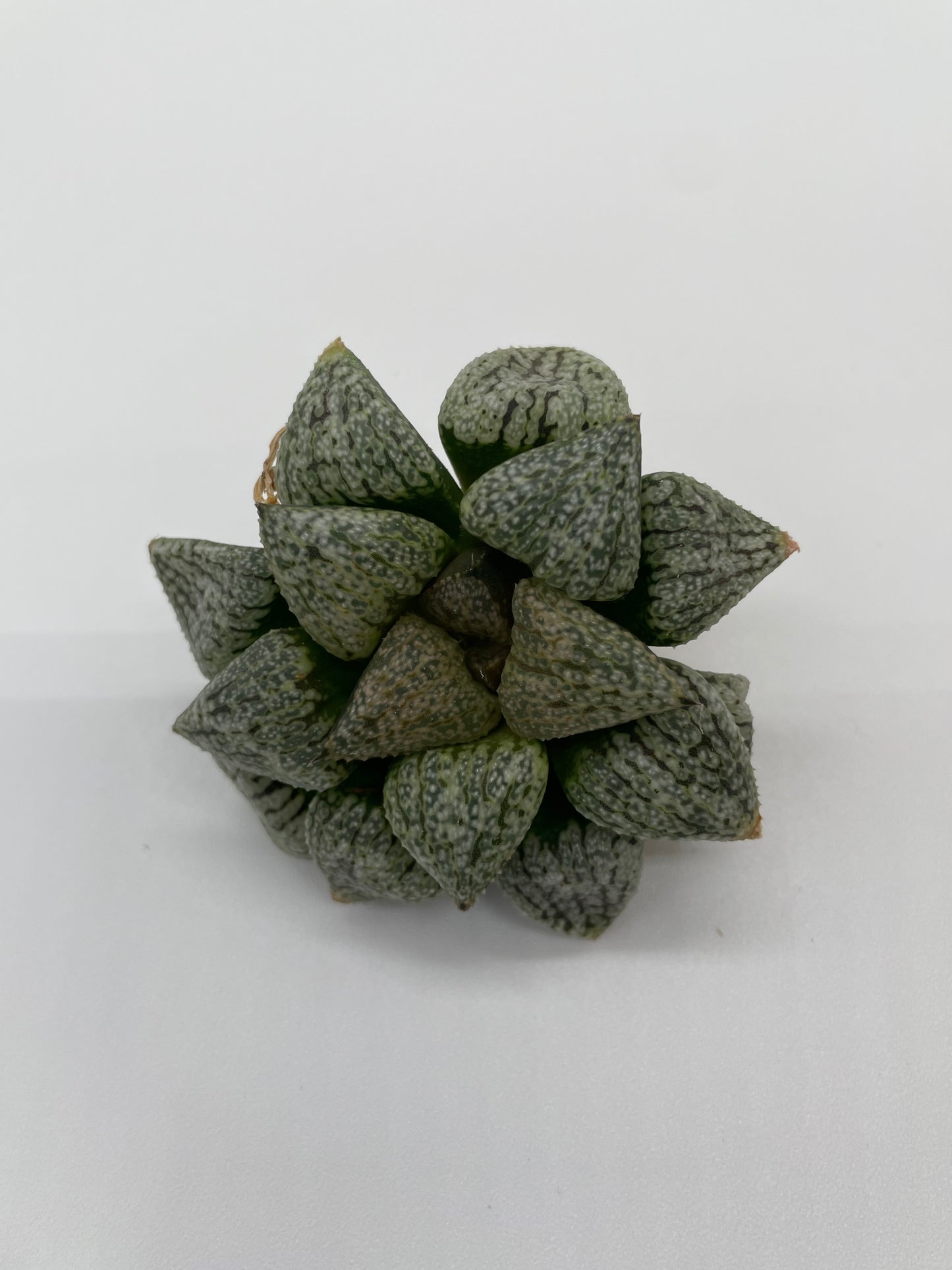 Haworthia Hybrid