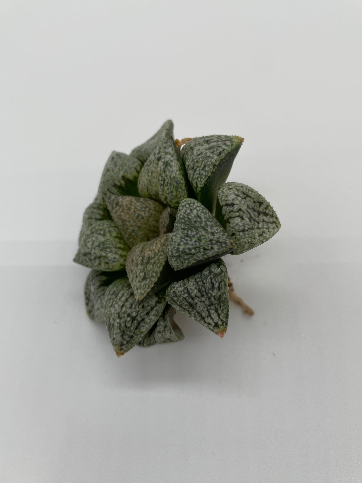 Haworthia Hybrid