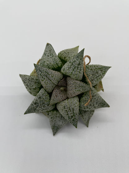 Haworthia Hybrid