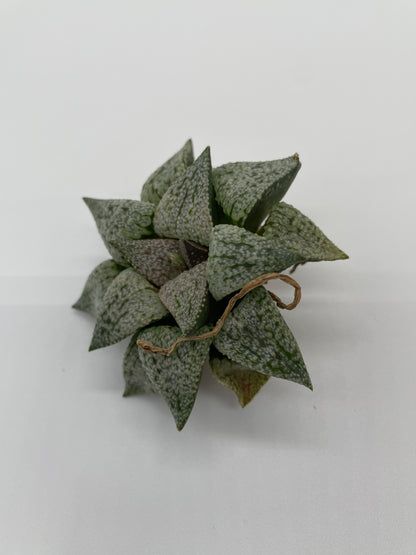 Haworthia Hybrid