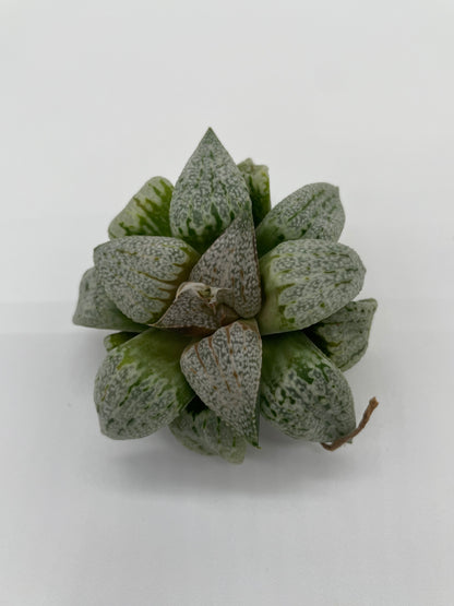 Haworthia Hybrid