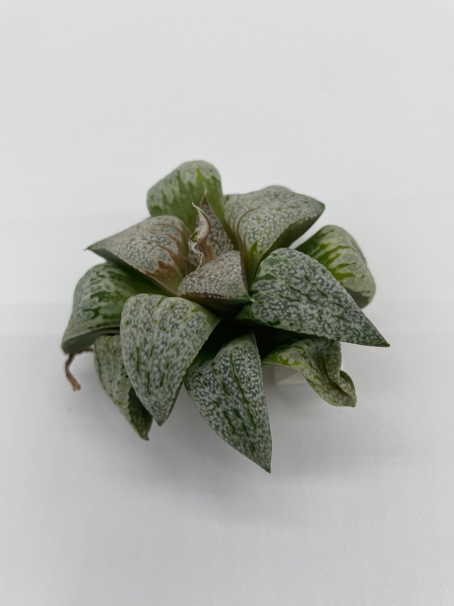 Haworthia Hybrid