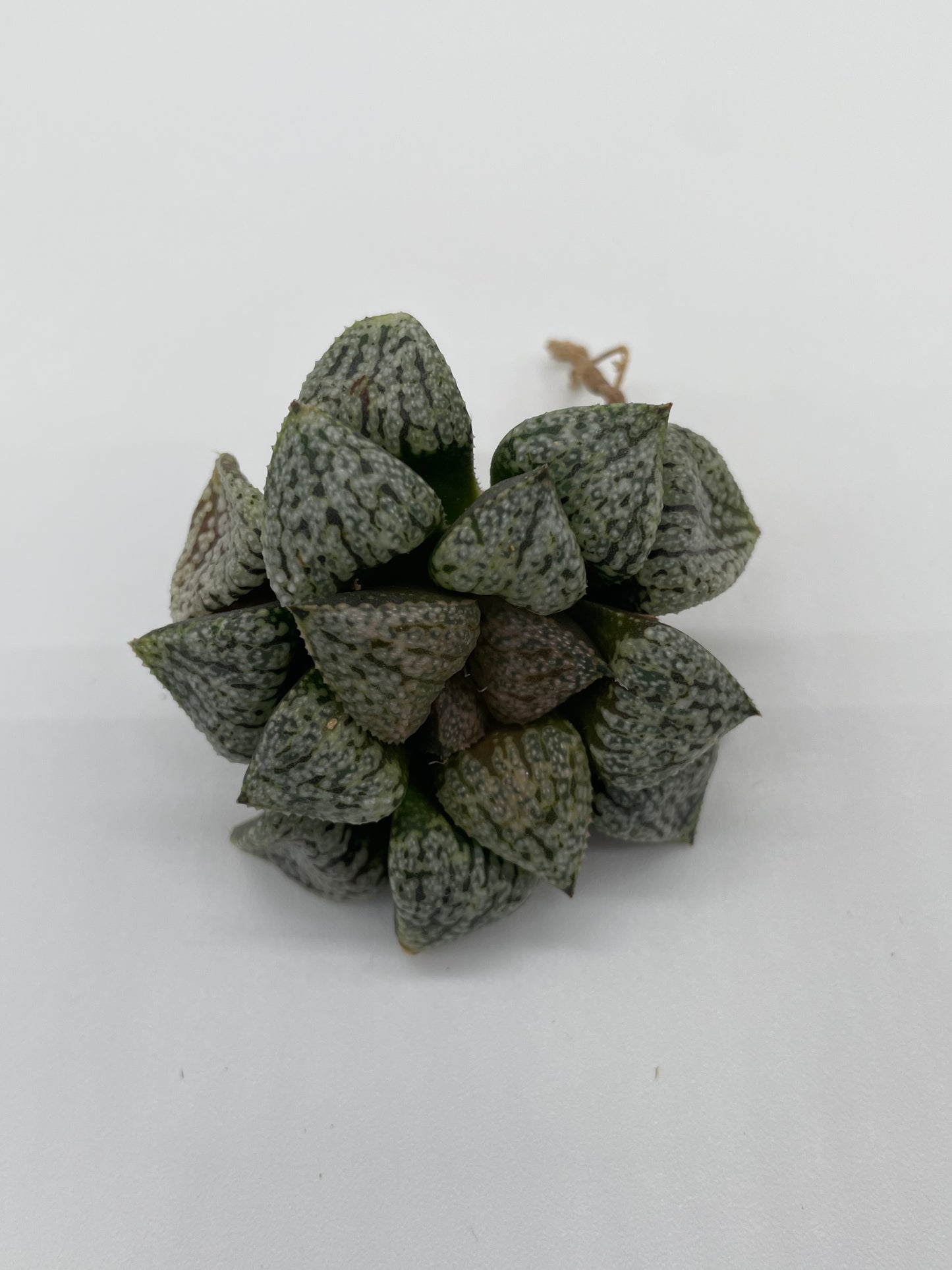 Haworthia Hybrid