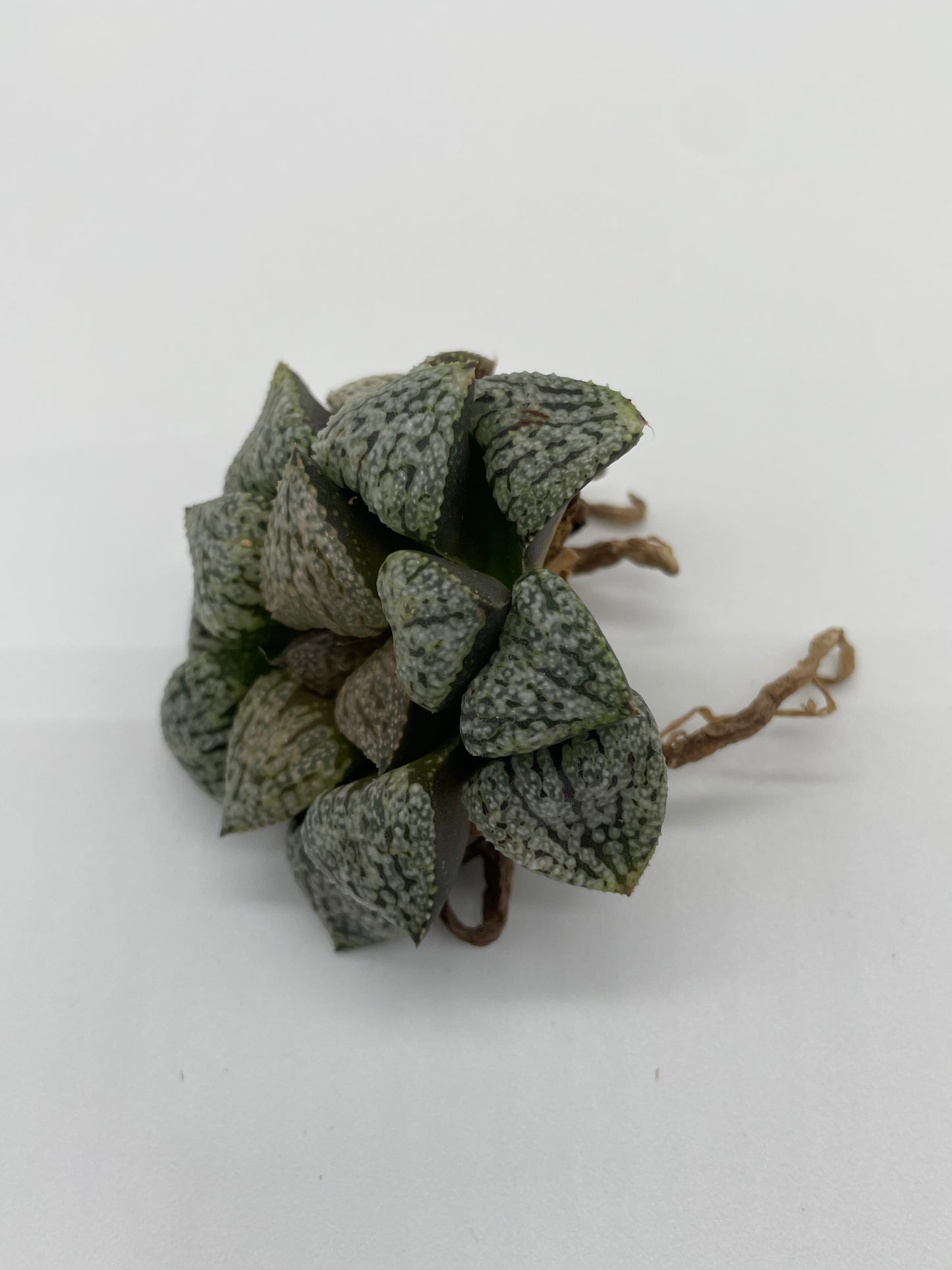 Haworthia Hybrid