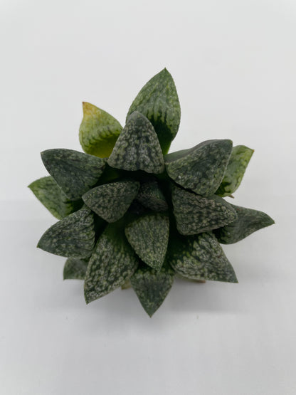 Haworthia Hybrid