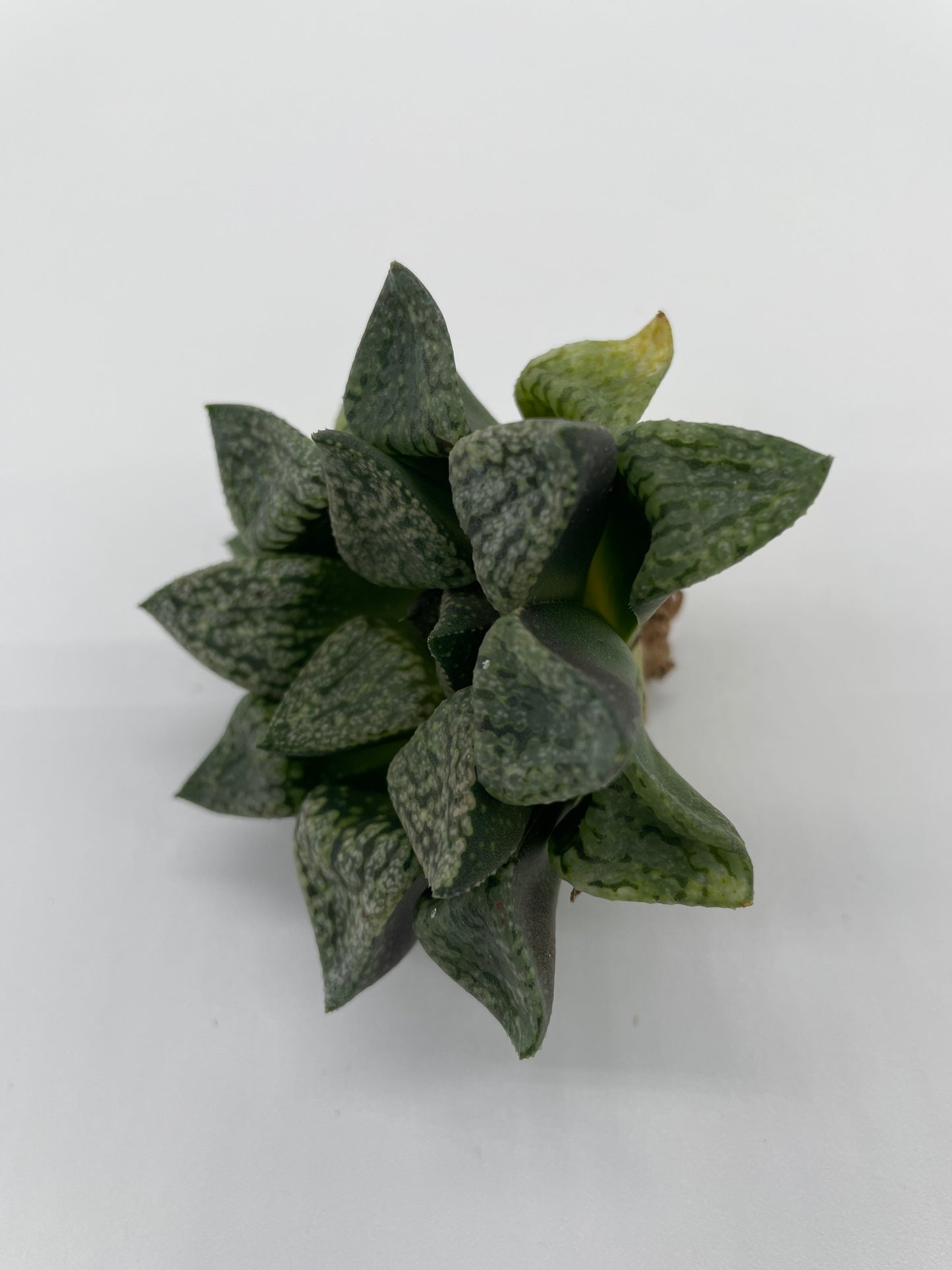 Haworthia Hybrid