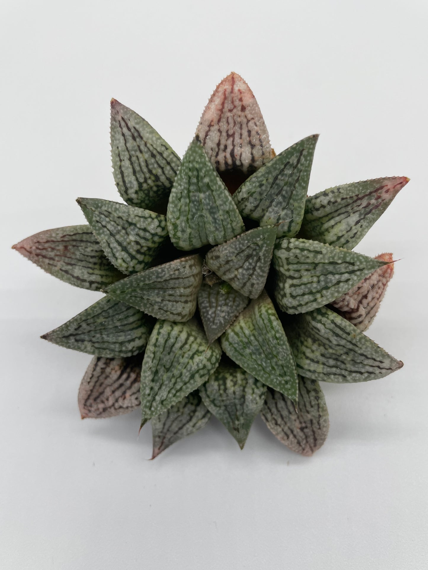 Haworthia Hybrid