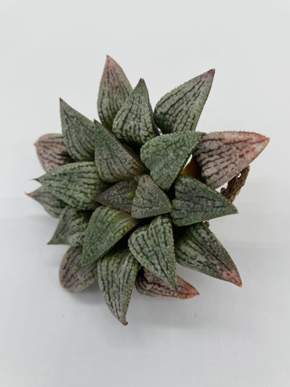 Haworthia Hybrid