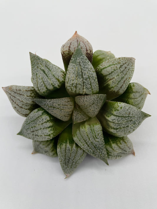 Haworthia Hybrid