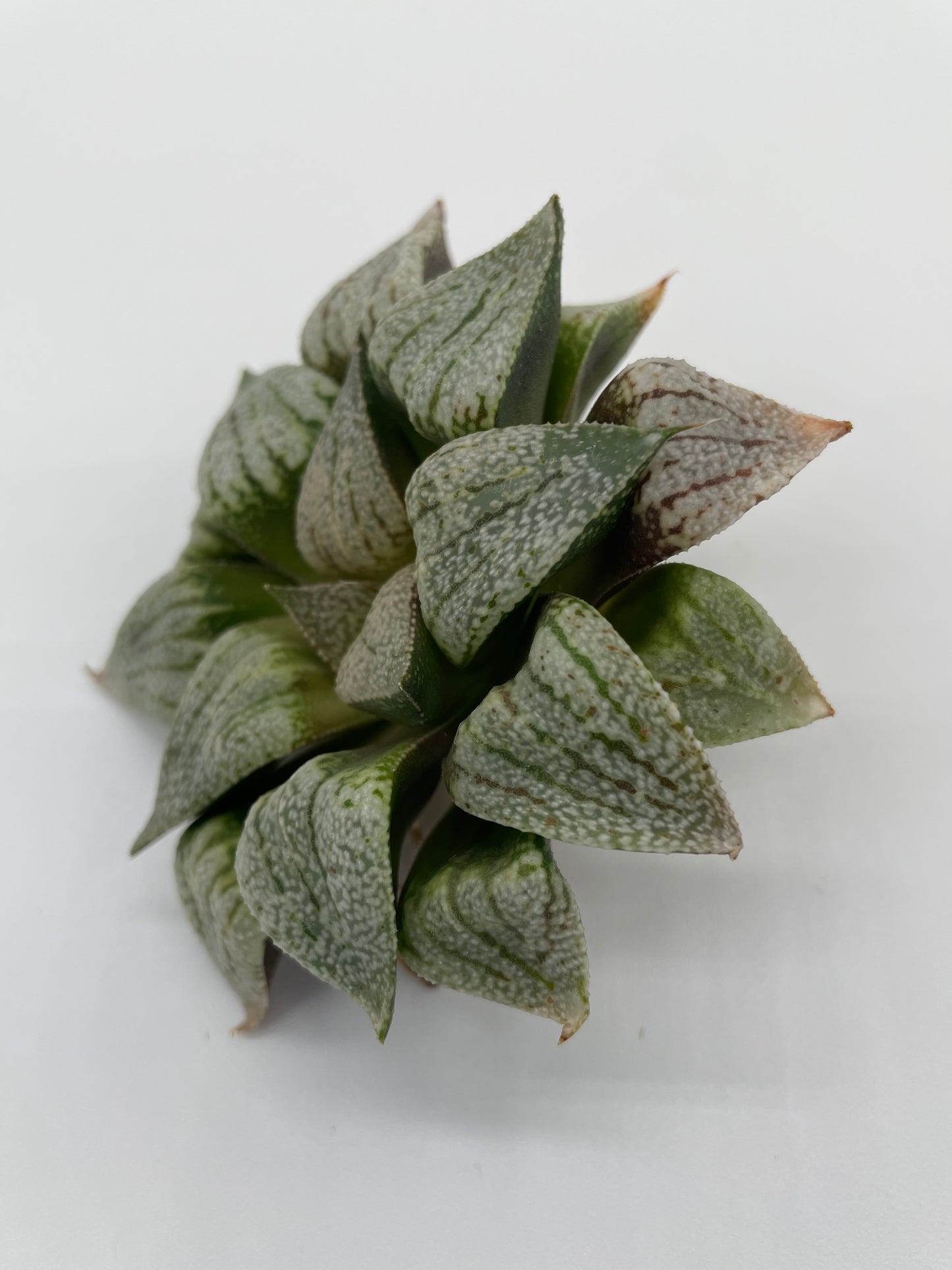 Haworthia Hybrid