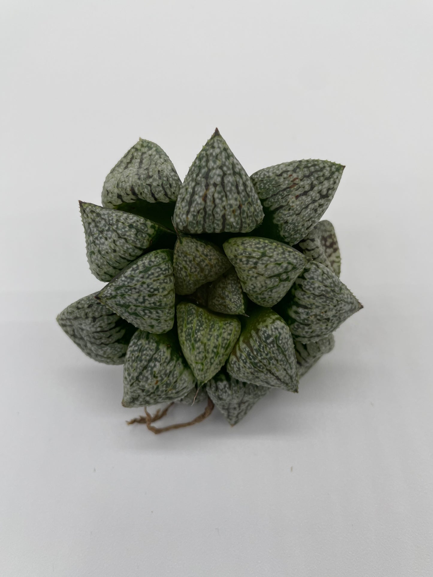 Haworthia Hybrid