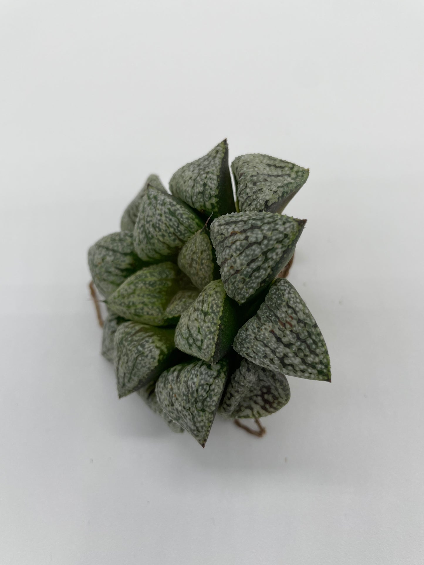 Haworthia Hybrid