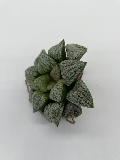 Haworthia Hybrid