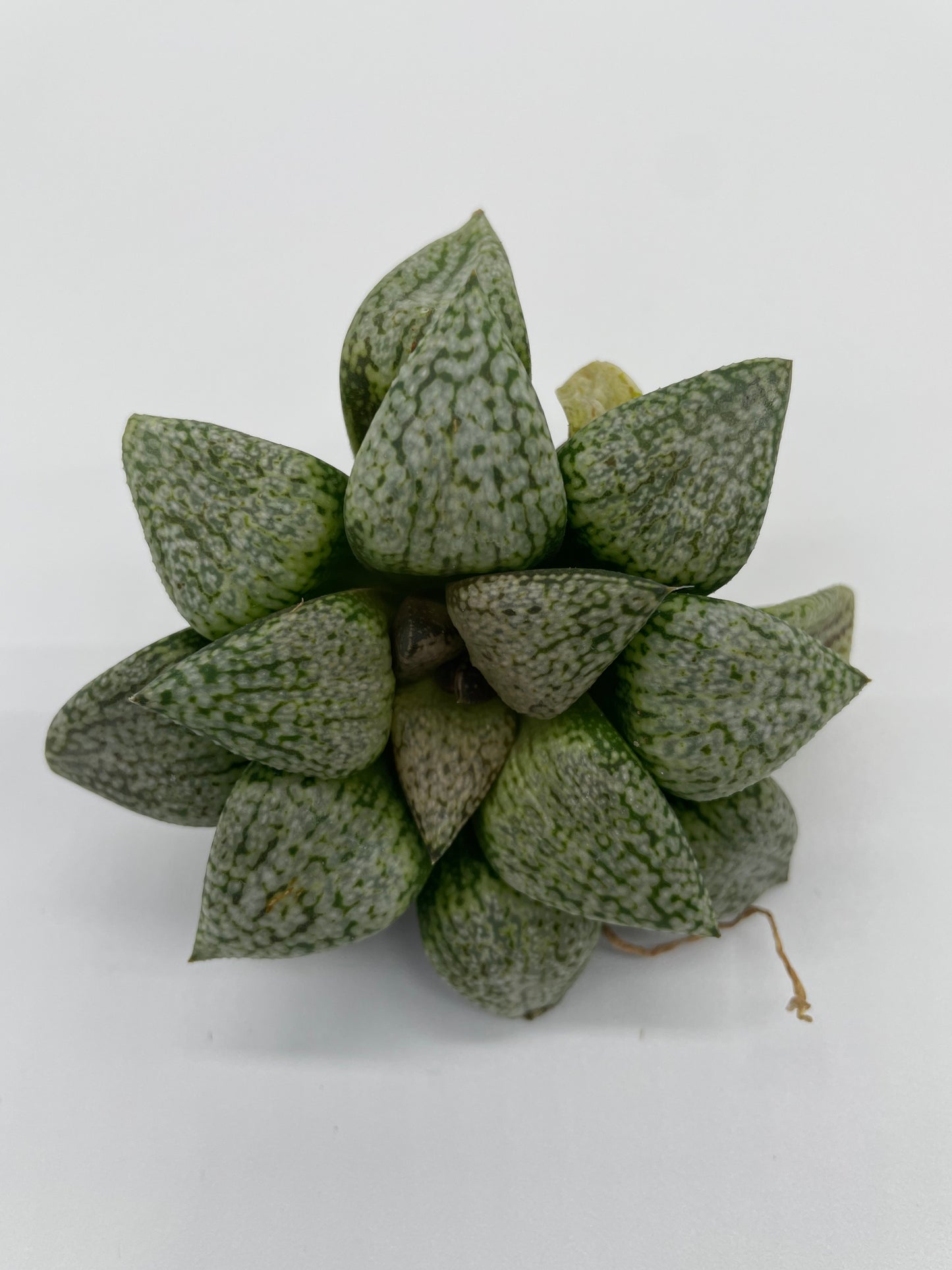 Haworthia Hybrid