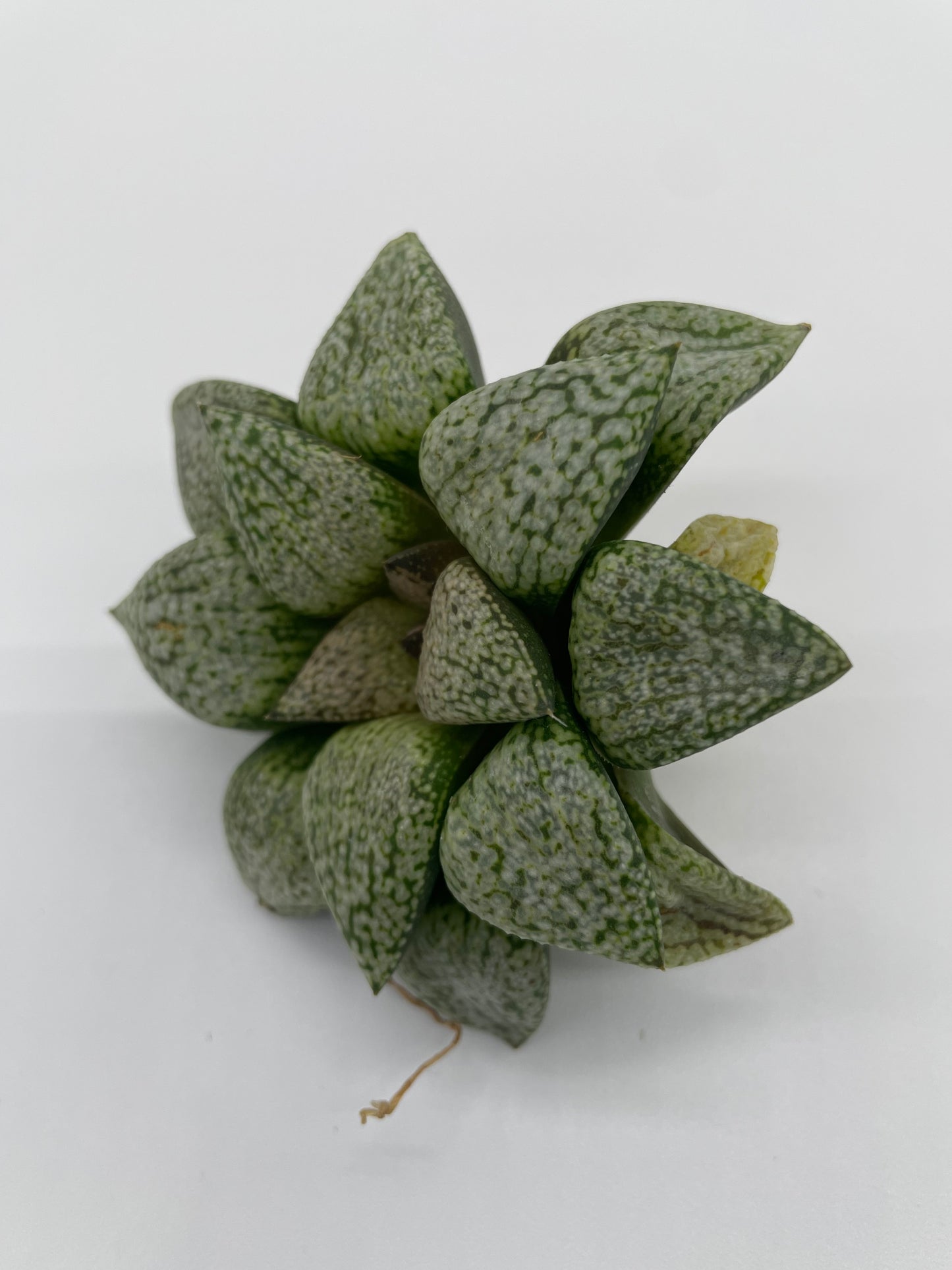 Haworthia Hybrid