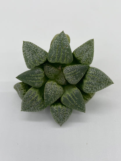 Haworthia Hybrid