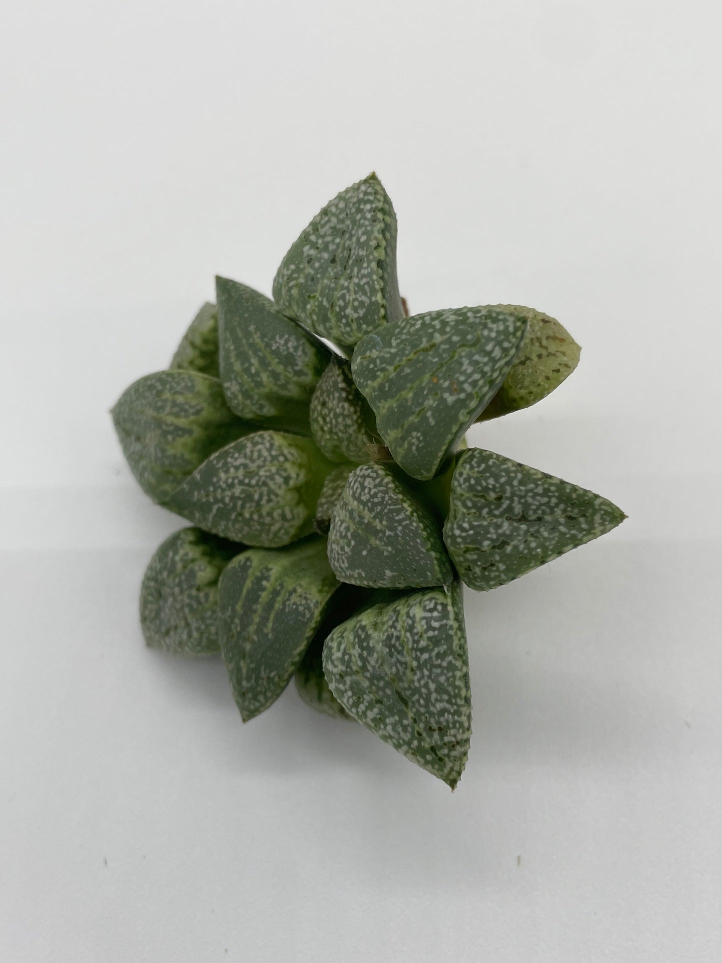 Haworthia Hybrid