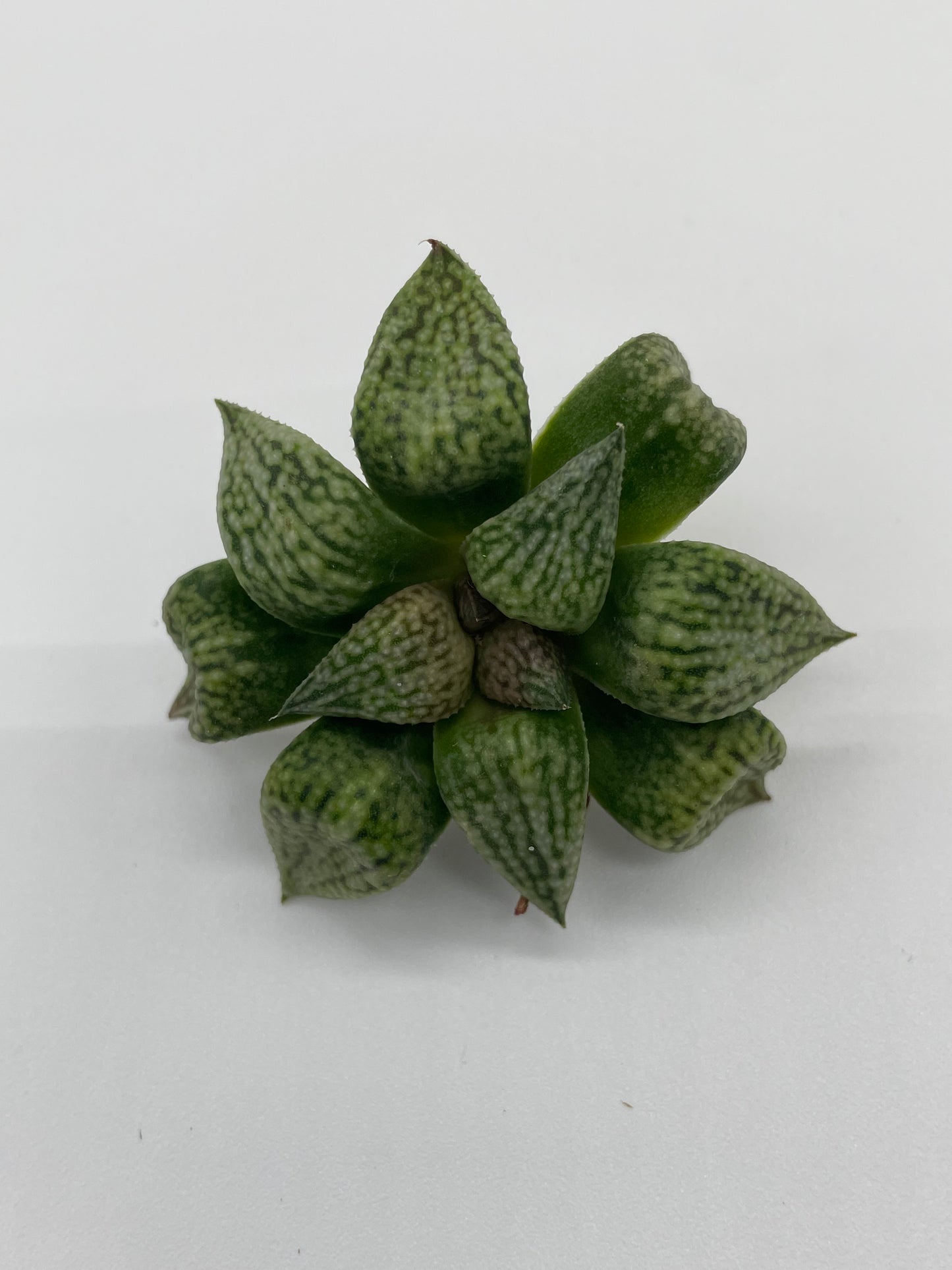 Haworthia Hybrid