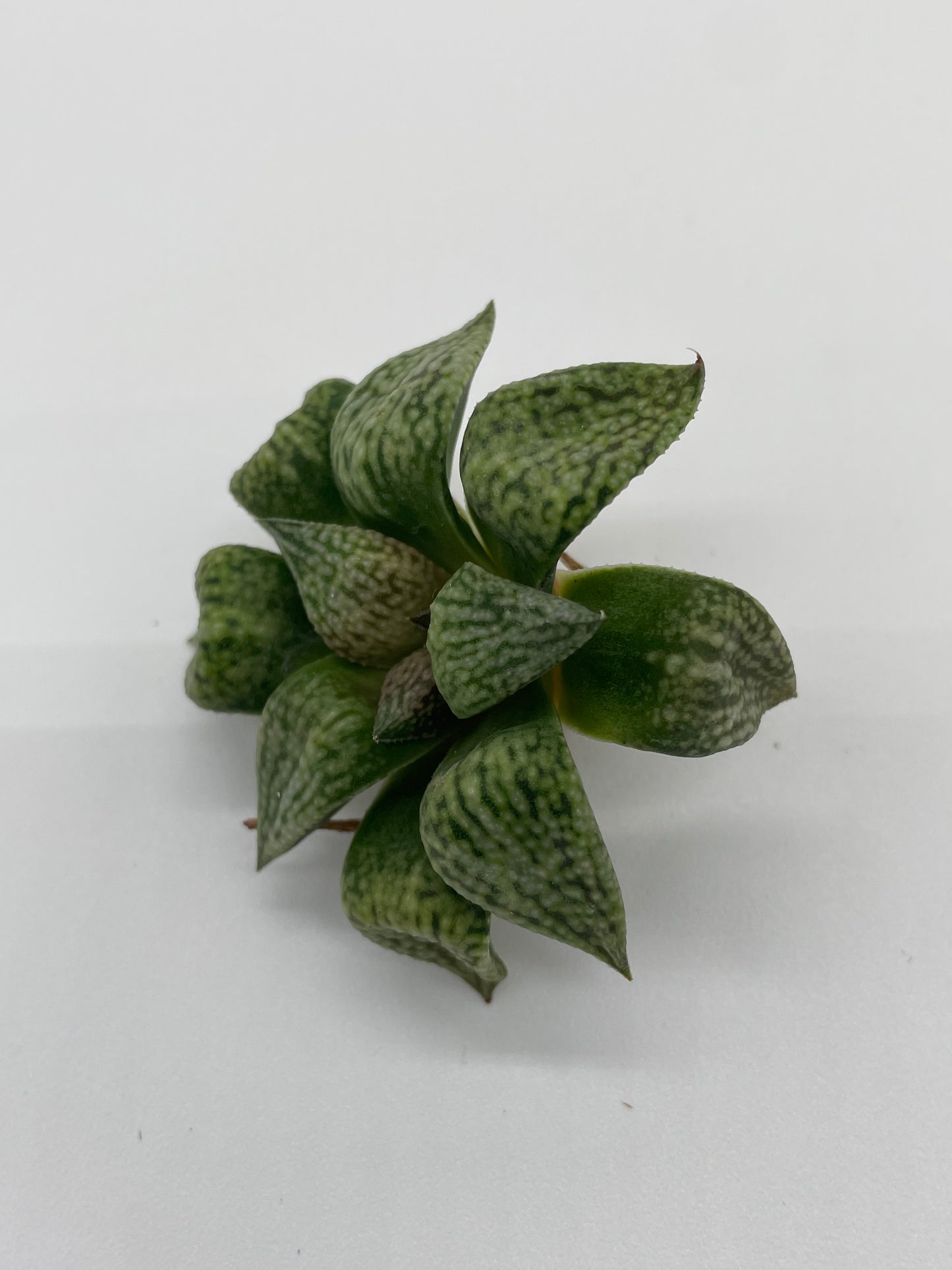 Haworthia Hybrid