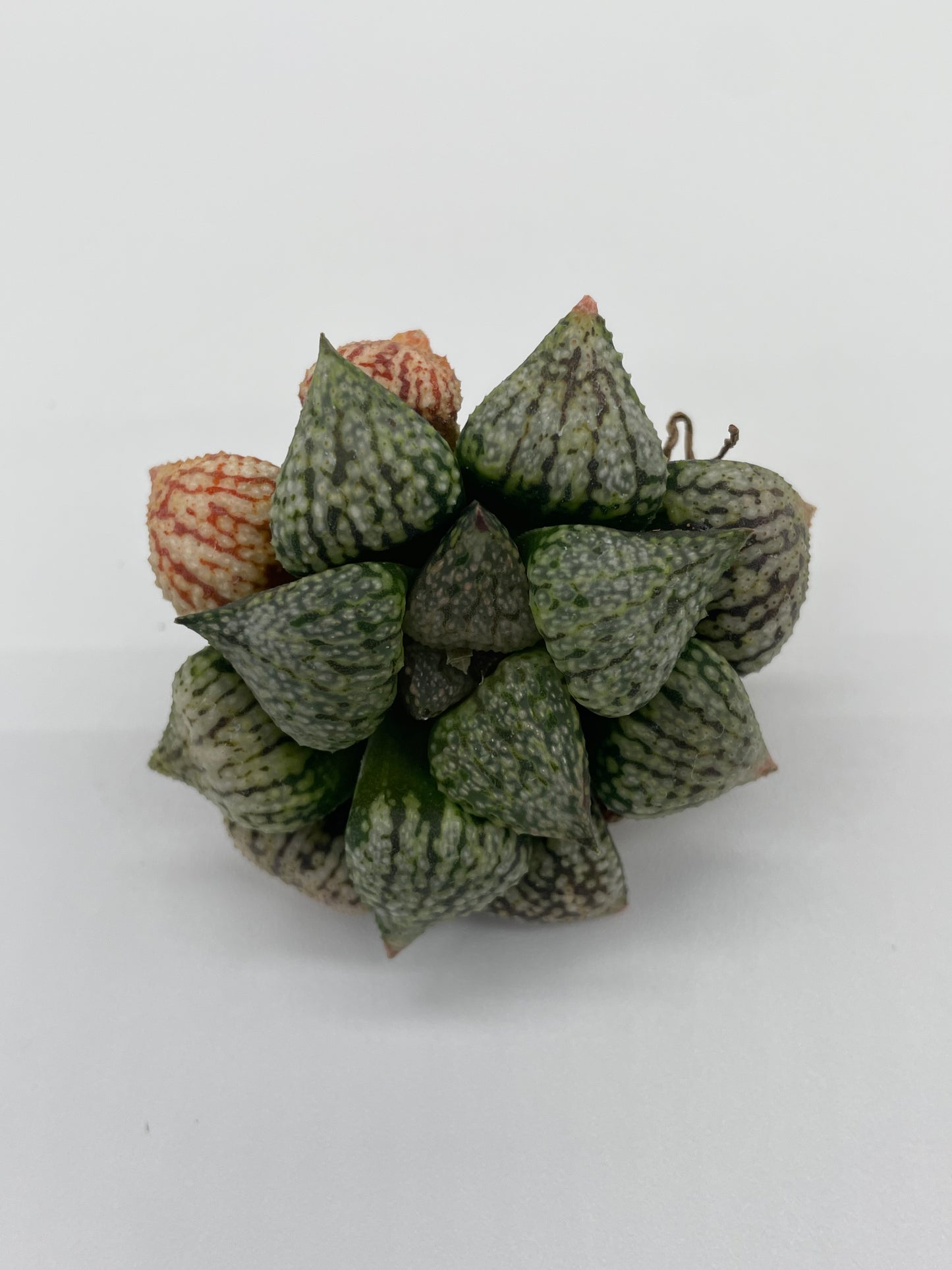 Haworthia Hybrid