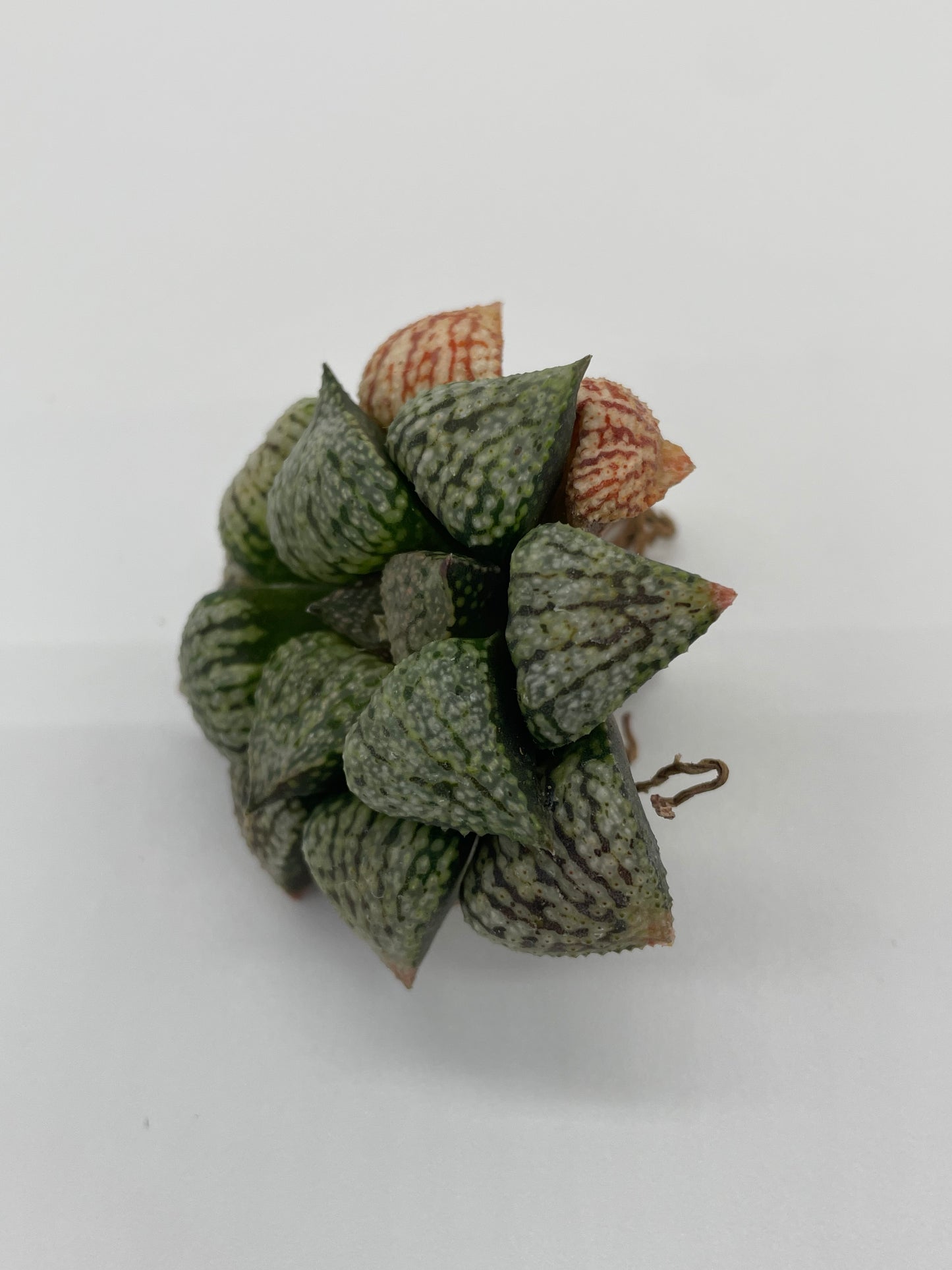 Haworthia Hybrid