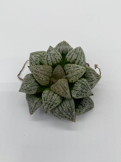 Haworthia Hybrid