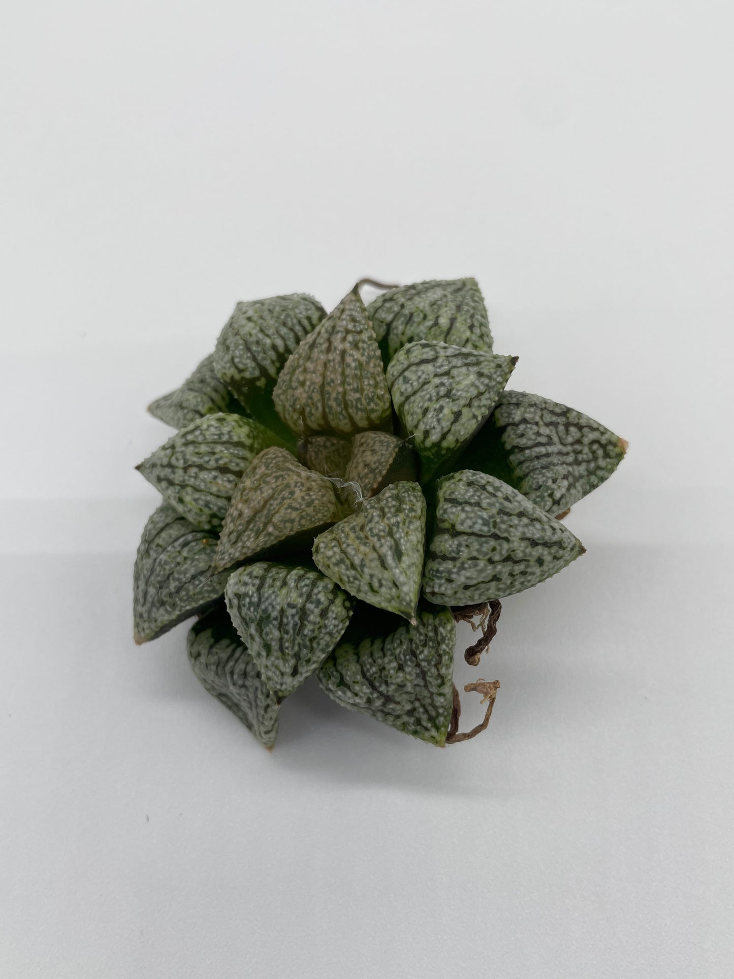 Haworthia Hybrid