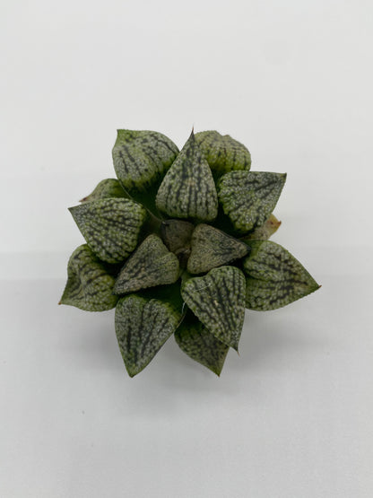 Haworthia Hybrid