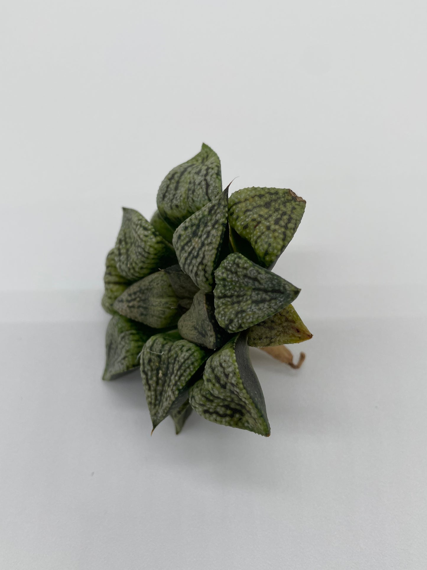 Haworthia Hybrid