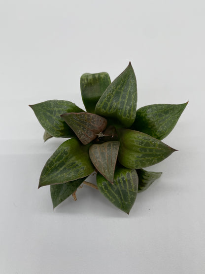 Haworthia Hybrid