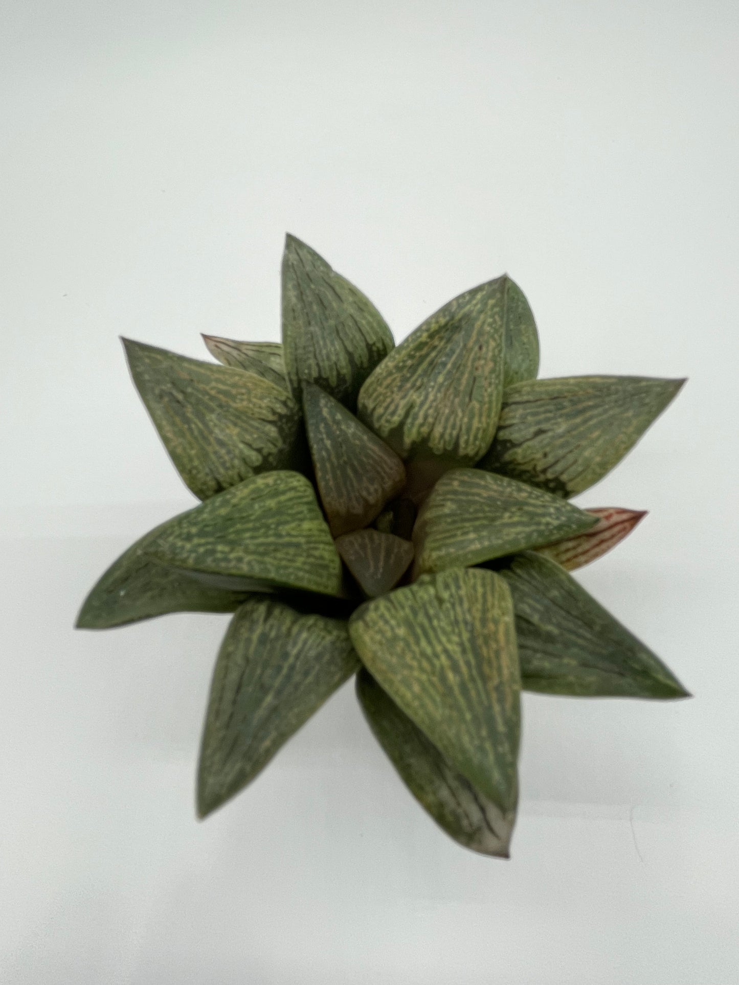 Haworthia Hybrid