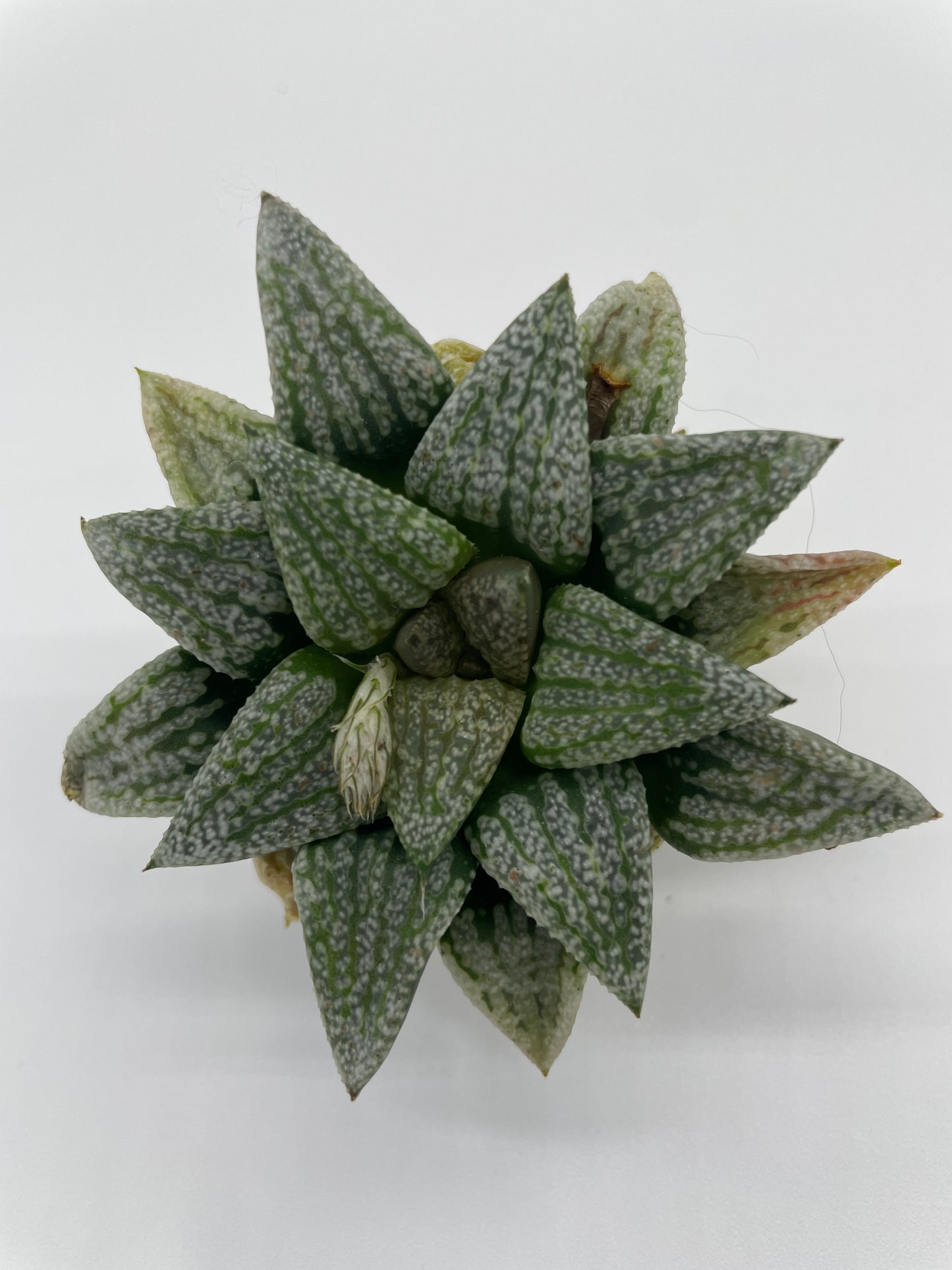 Haworthia Hybrid