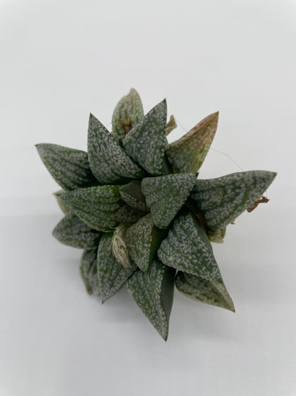 Haworthia Hybrid