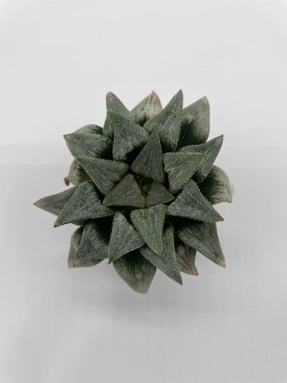 Haworthia Hybrid