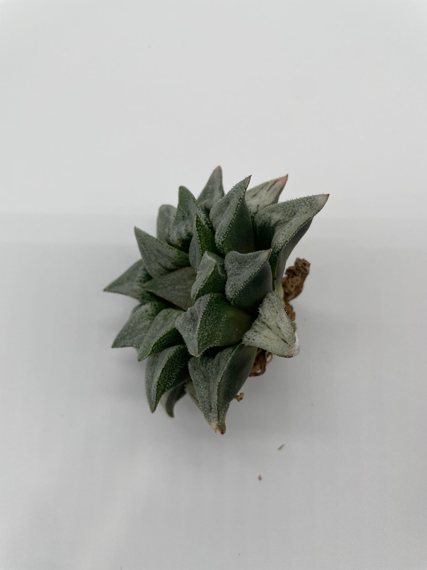 Haworthia Hybrid