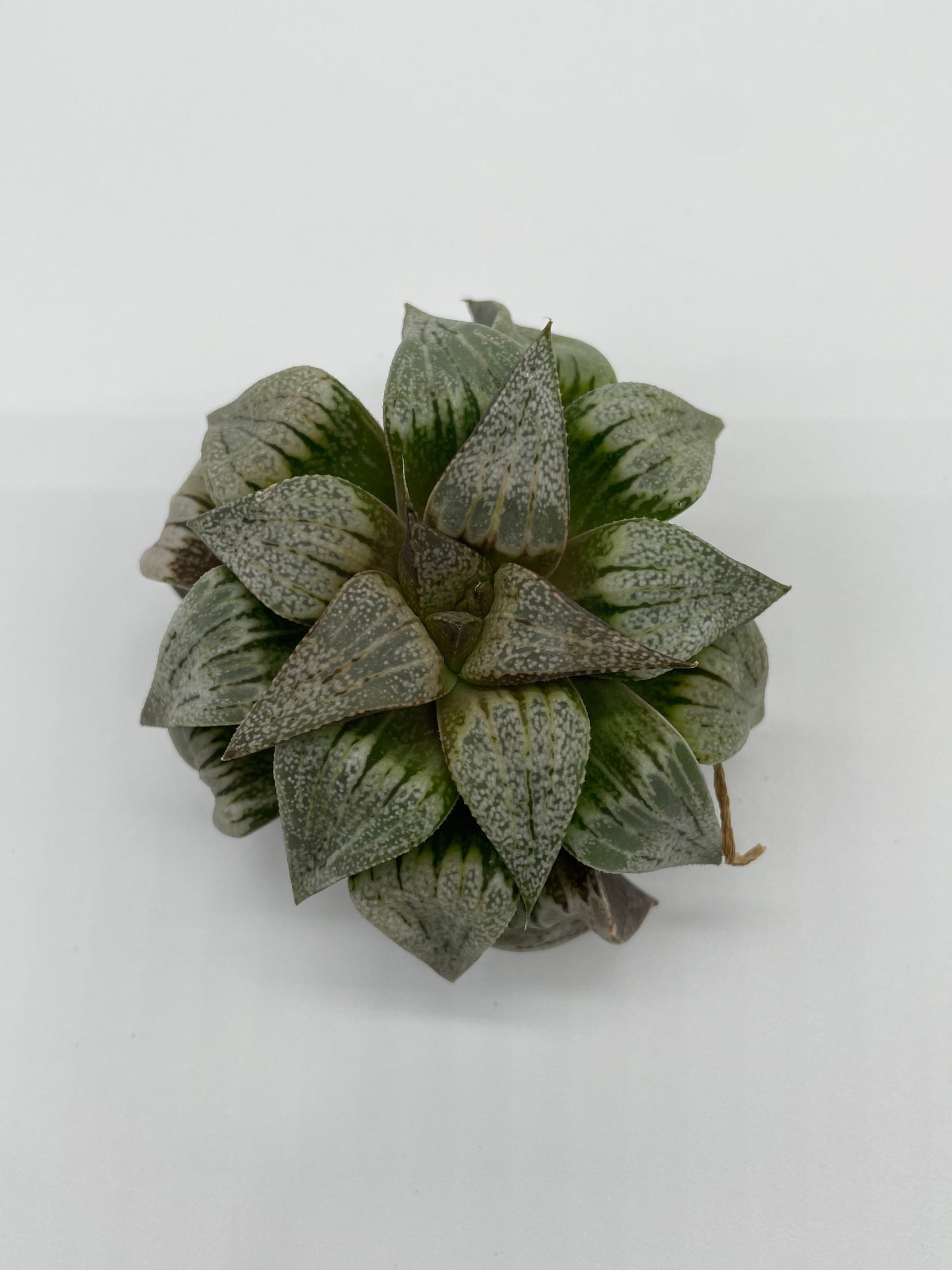 Haworthia Hybrid